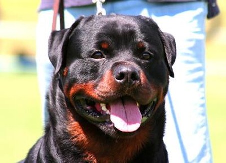 henry von den hassberghohen rottweiler male