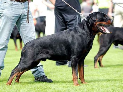 henry von den hassberghohen rottweiler male