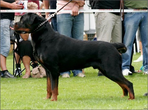henry von den hassberghohen rottweiler male