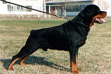 BENI ROTTWEILER MALE
