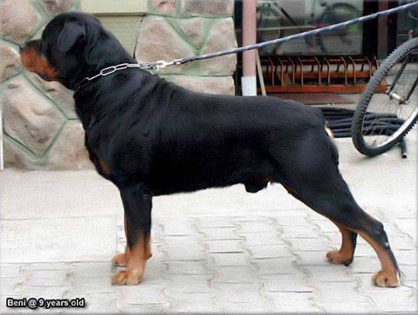 BENI ROTTWEILER MALE