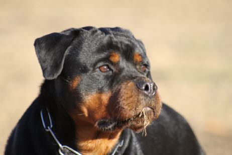 QUENDY VON DER BLOCKHUTTE ROTTWEILER FEMALE