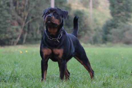 QUENDY VON DER BLOCKHUTTE  ROTTWEILER FEMALE