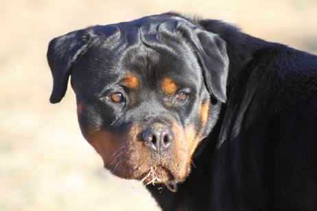 QUENDY VON DER BLOCKHUTTE ROTTWEILER FEMALE