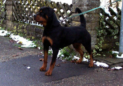 PAGE VOM KUMMELSEE ROTTWEILER FEMALE
