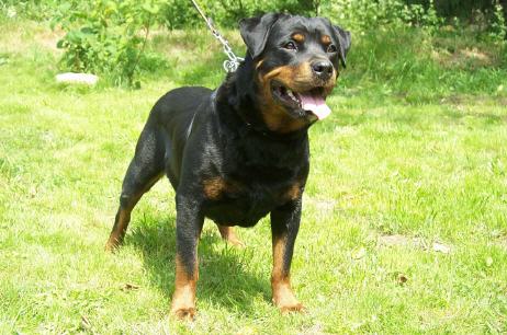 EMMY VOM RANGAU ROTTWEILER FEMALE