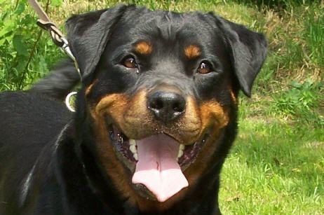 EMMY VOM RANGAU ROTTWEILER FEMALE