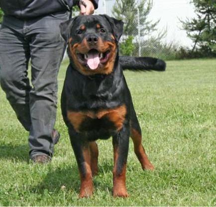 PASCHA VOM RANGAU ROTTWEILER MALE
