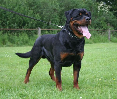 PASCHA VOM RANGAU ROTTWEILER MALE