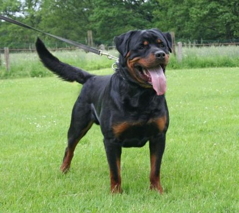 PASCHA VOM RANGAU ROTTWEILER MALE