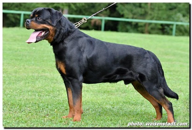 TITO EARL ANTONIUS ROTTWEILER MALE