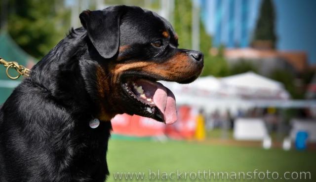 TITO EARL ANTONIUS ROTTWEILER MALE
