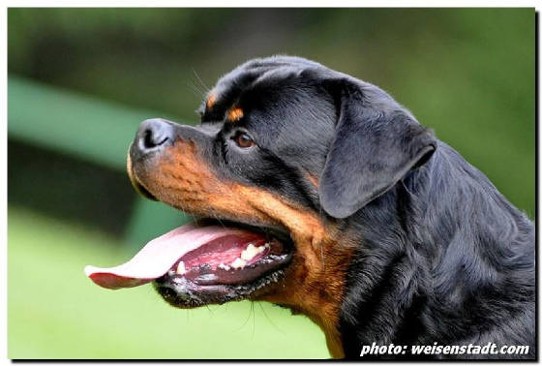 TITO EARL ANTONIUS ROTTWEILER MALE
