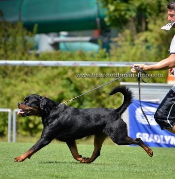 TITO EARL ANTONIUS ROTTWEILER MALE