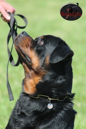 TITO EARL ANTONIUS ROTTWEILER MALE