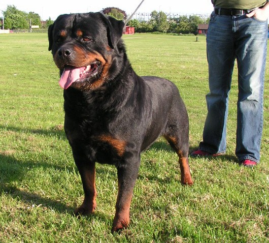 BARNI OD DRAGICEVICA ROTTWEILER MALE