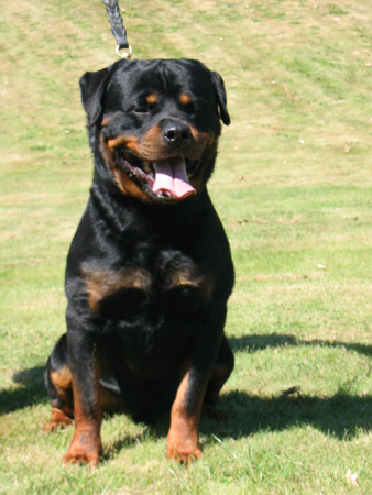 ARNI OD DRAGICEVICA ROTTWEILER MALE