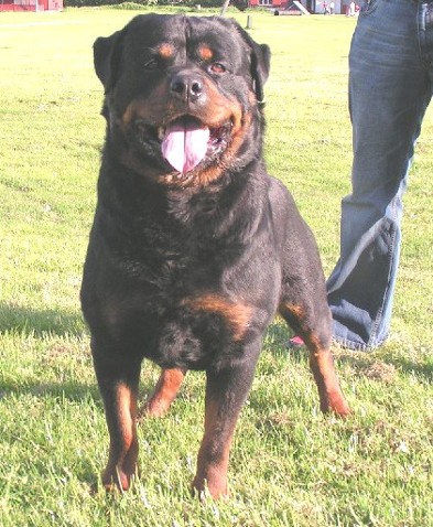 BARNI OD DRAGICEVICA ROTTWEILER MALE