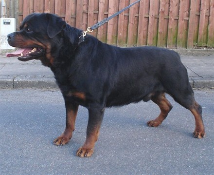 BARNI OD DRAGICEVICA ROTTWEILER MALE