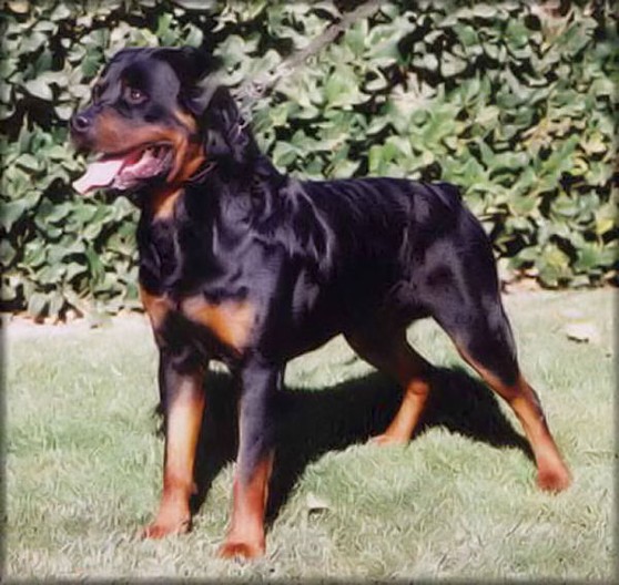 LENNOX VOM WEISSEN SCHWAN