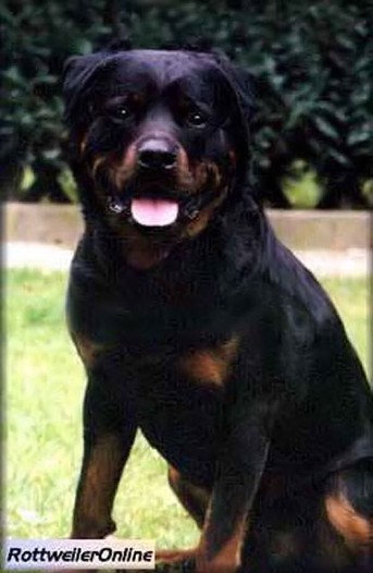 BEN VOM SCHWAIGER RATHAUS ROTTWEILER MALE