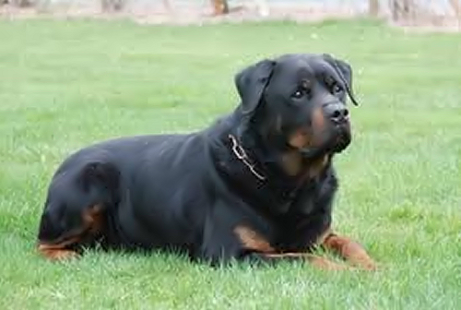 BEN VOM SCHWAIGER RATHAUS ROTTWEILER MALE