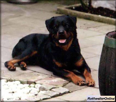 BEN VOM SCHWAIGER RATHAUS ROTTWEILER MALE