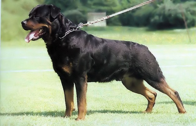 VAITH VOM SCHWAIGER WAPPEN ROTTWEILER MALE