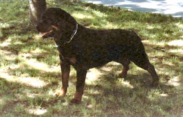 BEA VON DER TEUFELSBRUCKE