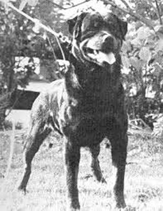 falko vom gruntenblick rottweiler male