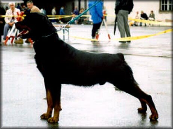 falko vom gruntenblick rottweiler male
