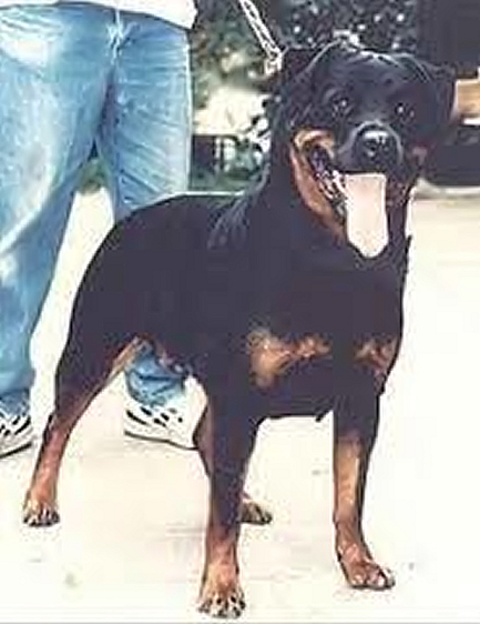 CLEO VOM SCHWAIGER WAPPEN ROTTWEILER WAPPEN