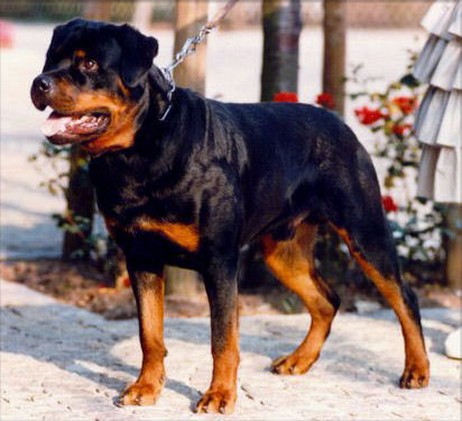 LENNOX VOM WEISSEN SCHWAN