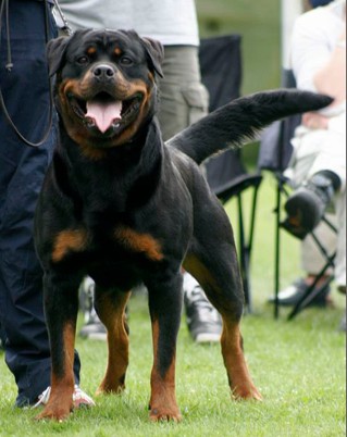JOSY VON DEN HASSBERGHOHEN ROTTWEILER FEMALE