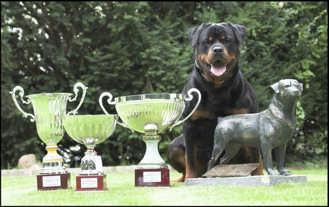 JOSY VON DEN HASSBERGHOHEN ROTTWEILER FEMALE