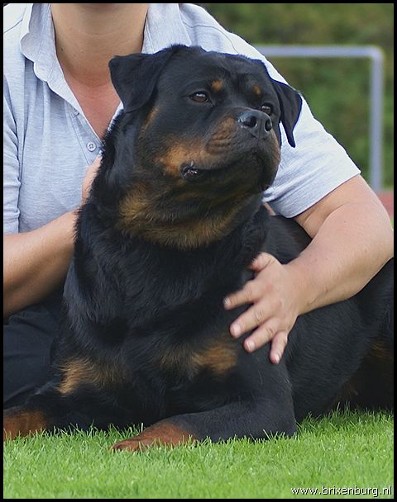 JOSY VON DEN HASSBERGHOHEN ROTTWEILER FEMALE