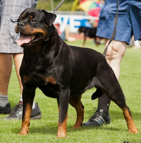 JOSY VON DEN HASSBERGHOHEN ROTTWEILER FEMALE