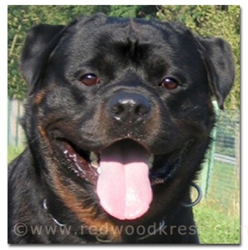 HERO VON DEN HASSBERGHOHEN ROTTWEILER STUD MALE