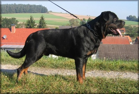 HERO VON DEN HASSBERGHOHEN ROTTWEILER STUD MALE