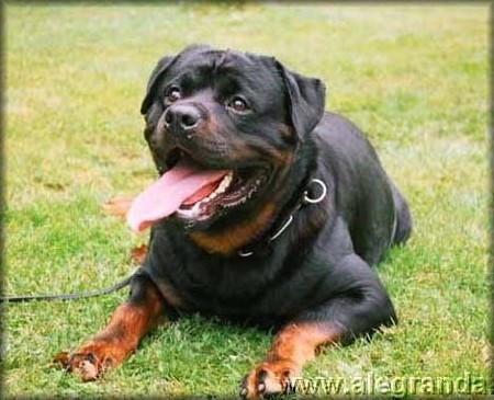 HERO VON DEN HASSBERGHOHEN ROTTWEILER STUD MALE