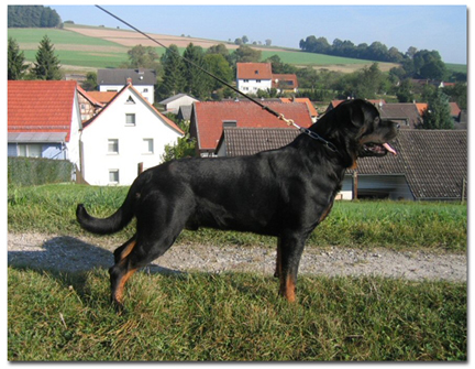 HERO VON DEN HASSBERGHOHEN ROTTWEILER STUD MALE