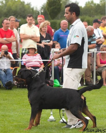 GRINGO VOM OBERPFALZER WALD ROTTWEILER STUD MALE