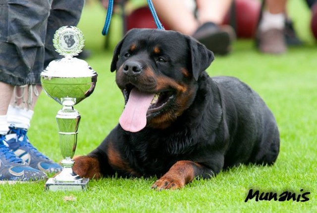 GRINGO VOM OBERPFALZER WALD ROTTWEILER STUD MALE