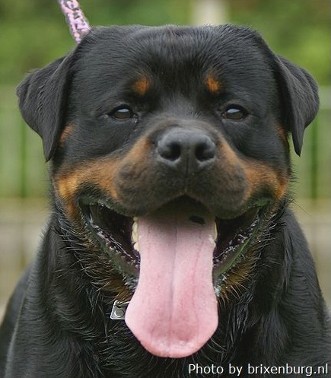 GRINGO VOM OBERPFALZER WALD ROTTWEILER STUD MALE