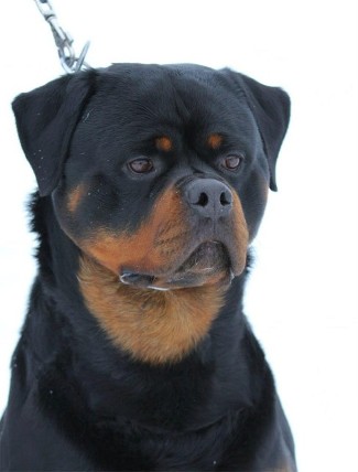 HERO VON DER TONBERGER HOHE ROTTWEILER STUD MALE
