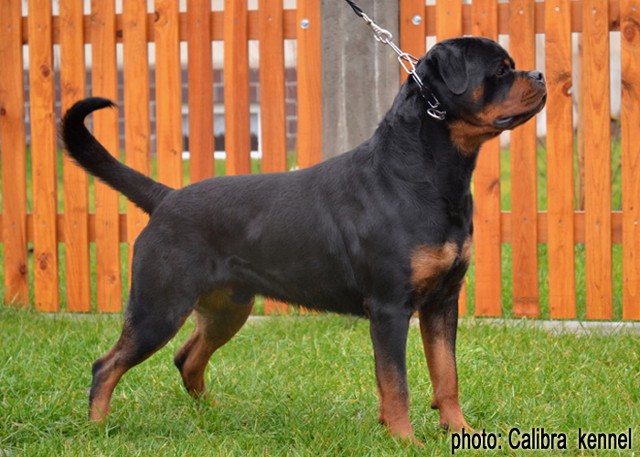 HERO VON DER TONBERGER HOHE ROTTWEILER STUD MALE