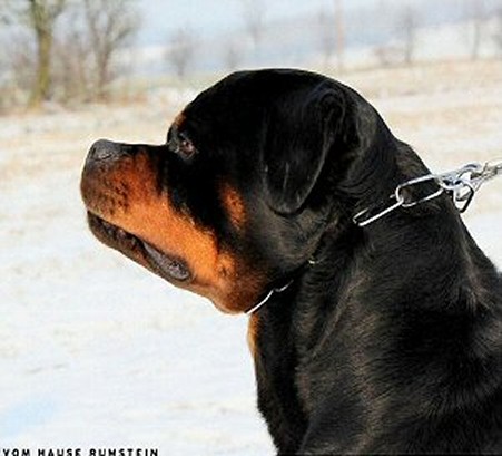 HERO VON DER TONBERGER HOHE ROTTWEILER STUD MALE