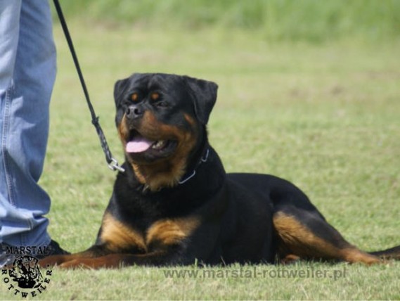 HERO VON DER TONBERGER HOHE ROTTWEILER STUD MALE