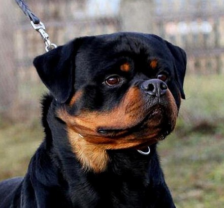 HERO VON DER TONBERGER HOHE ROTTWEILER STUD MALE
