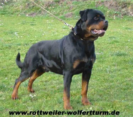 EXEL VOM WEISSEN SCHWAN ROTTWEILER MALE